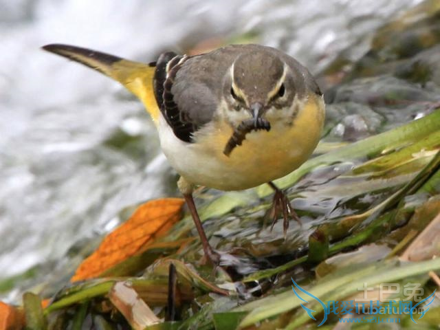禾花雀养殖 禾花雀养殖
