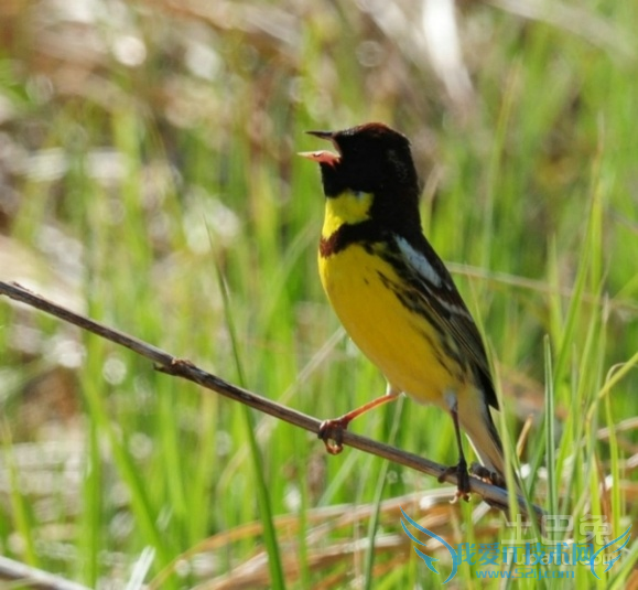 禾花雀养殖 禾花雀养殖