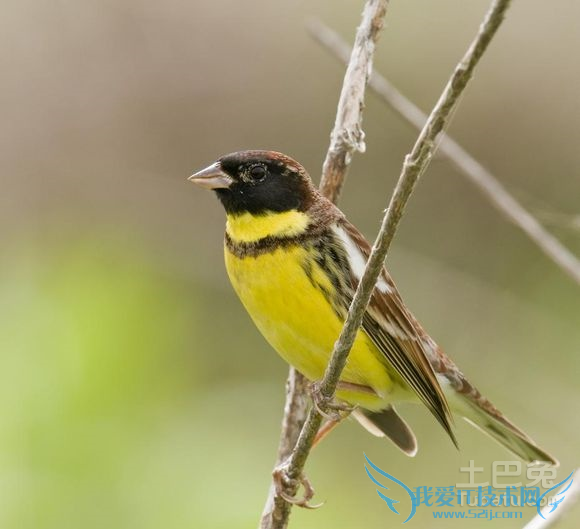 禾花雀养殖 禾花雀养殖