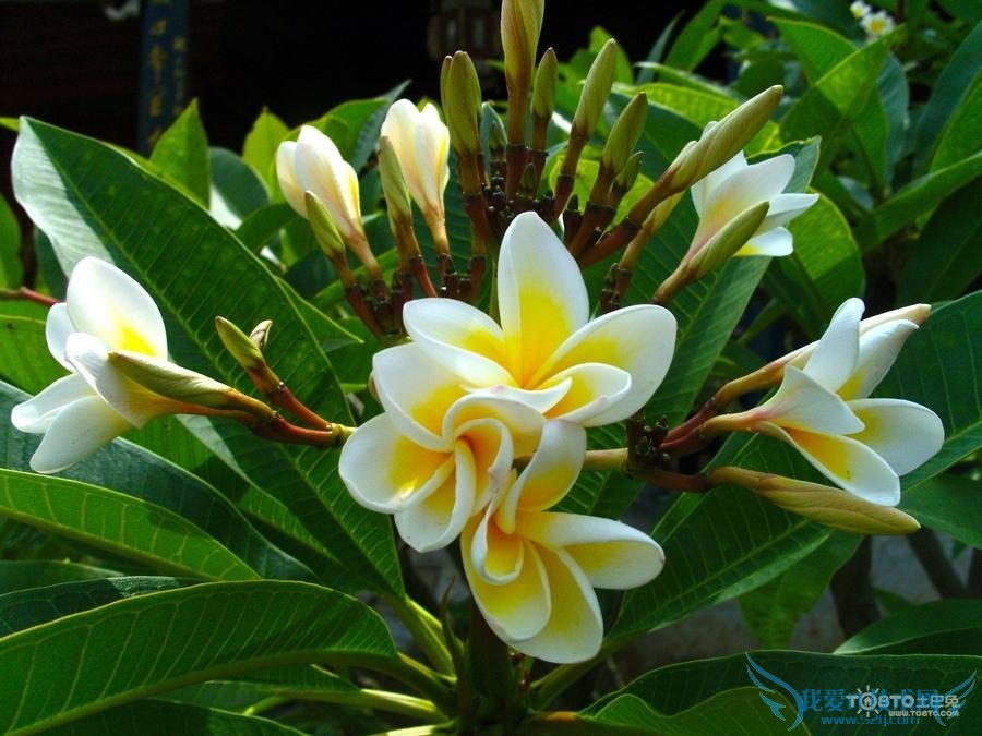 鸡蛋花图片大全欣赏 鸡蛋花简介