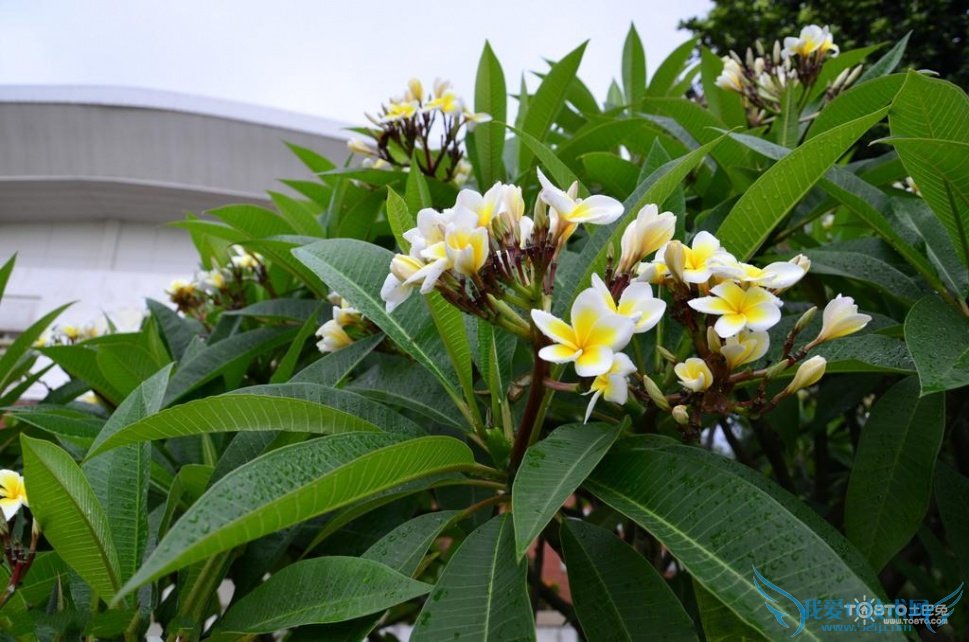 鸡蛋花图片大全欣赏 鸡蛋花简介