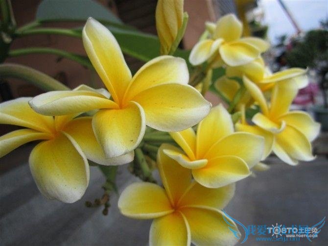 鸡蛋花图片大全欣赏 鸡蛋花简介