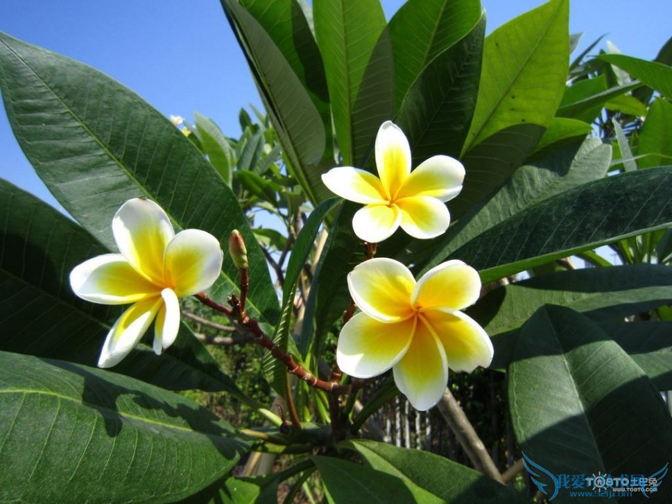 鸡蛋花图片大全欣赏 鸡蛋花简介