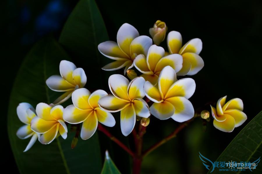 鸡蛋花图片大全欣赏 鸡蛋花简介