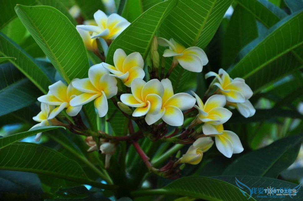 鸡蛋花图片大全欣赏 鸡蛋花简介