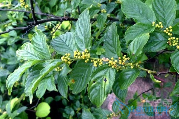 野葛的功效与作用 野葛的功效与作用