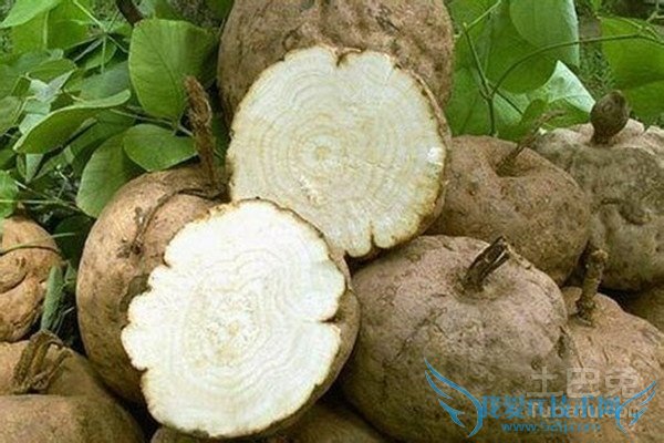 野葛的功效与作用 野葛的功效与作用