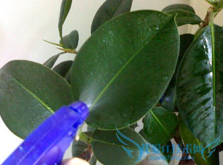 橡皮树的养殖方法 橡皮树养殖应掌握的8个内容