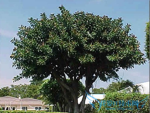 橡皮树的养殖方法 橡皮树养殖应掌握的8个内容