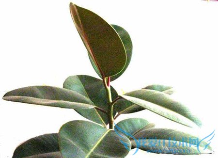 橡皮树的养殖方法 橡皮树养殖应掌握的8个内容