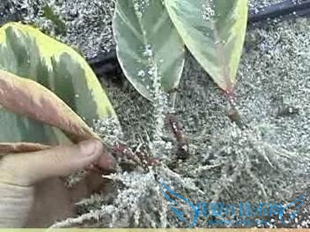 橡皮树的养殖方法 橡皮树养殖应掌握的8个内容