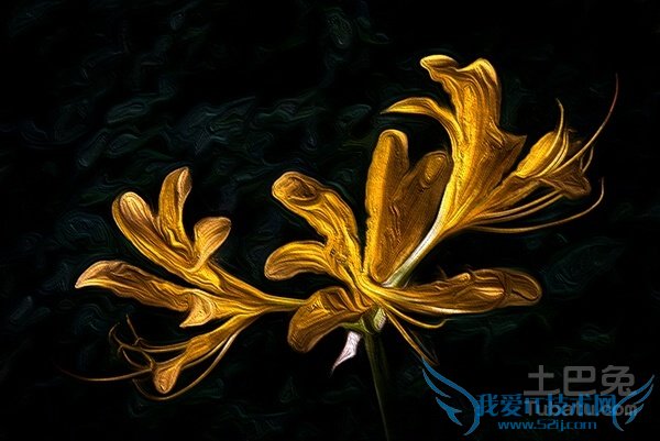 黄花石蒜干片 黄花石蒜干片