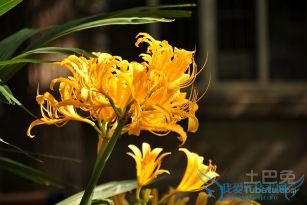 黄花石蒜干片 黄花石蒜干片