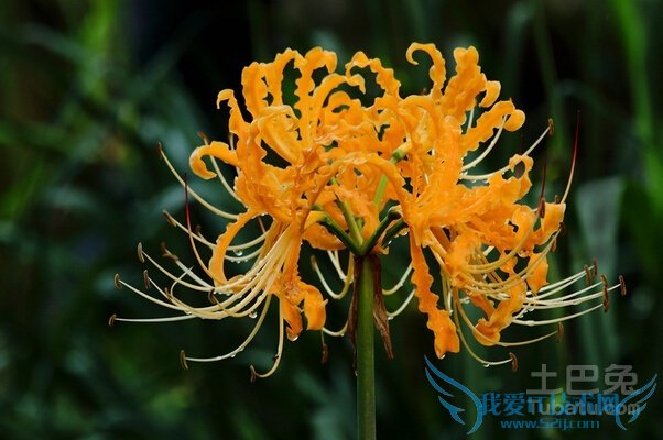 黄花石蒜干片 黄花石蒜干片