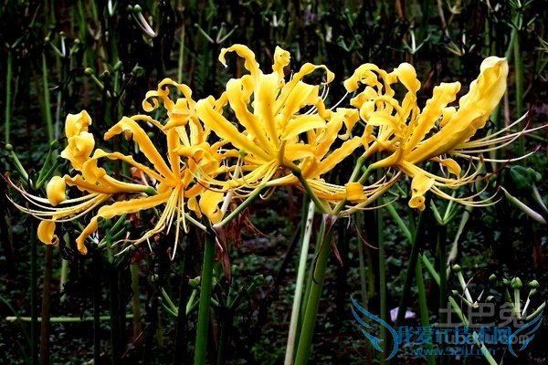 黄花石蒜干片 黄花石蒜干片