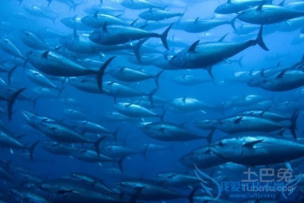 蓝鳍金枪鱼图片 蓝鳍金枪鱼图片