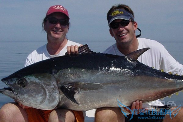 蓝鳍金枪鱼图片 蓝鳍金枪鱼图片
