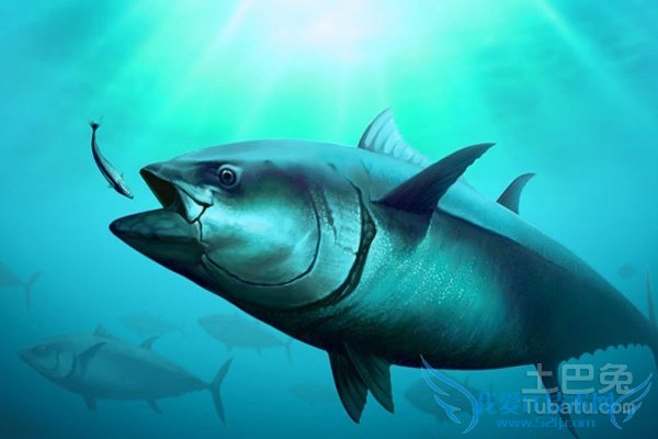 蓝鳍金枪鱼图片 蓝鳍金枪鱼图片