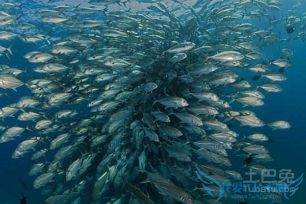 蓝鳍金枪鱼图片 蓝鳍金枪鱼图片