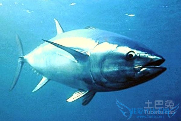 蓝鳍金枪鱼图片 蓝鳍金枪鱼图片