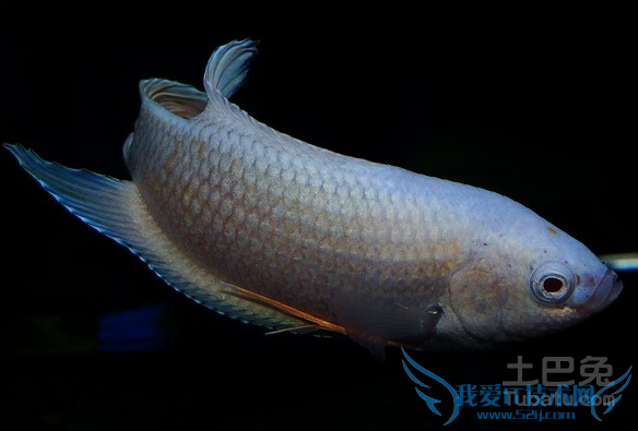 菩萨鱼怎么养