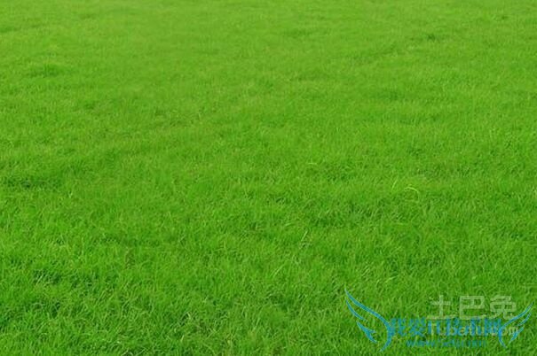 狗牙根图片 狗牙根图片