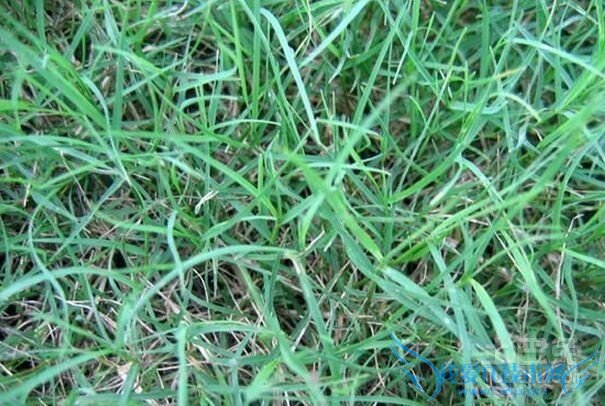 狗牙根图片 狗牙根图片