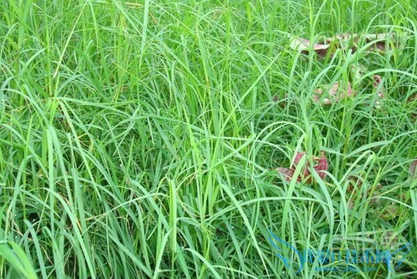 狗牙根图片 狗牙根图片