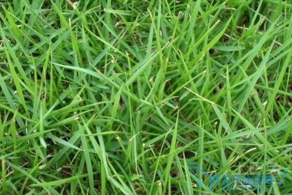 狗牙根图片 狗牙根图片