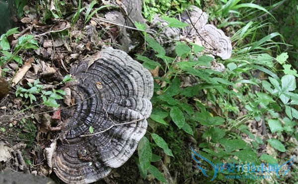 野生灵芝 野生灵芝