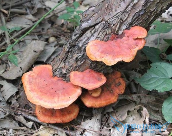 野生灵芝 野生灵芝