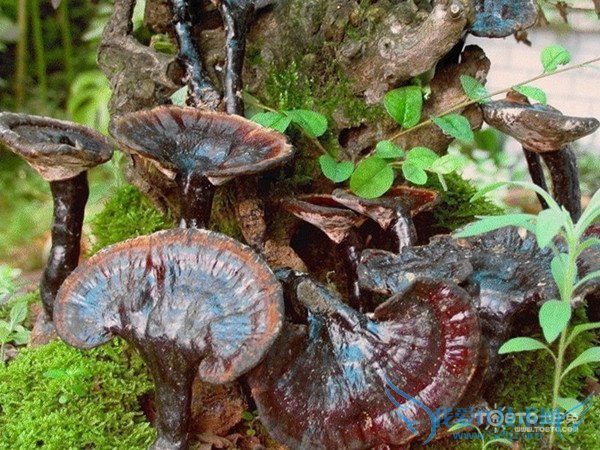 野生灵芝 野生灵芝