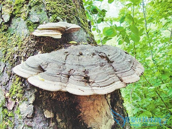 野生灵芝 野生灵芝