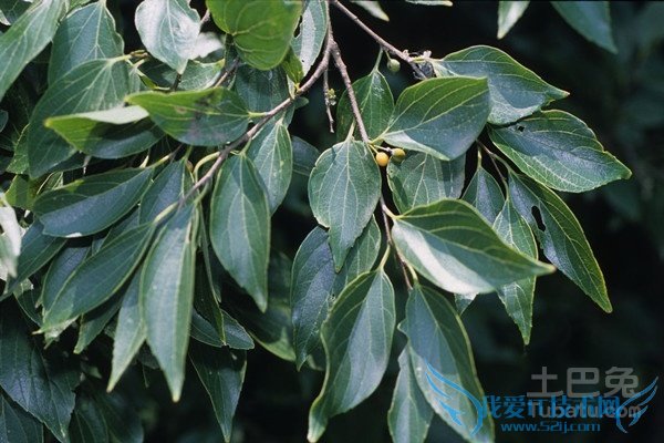 朴树植物图片 朴树植物图片