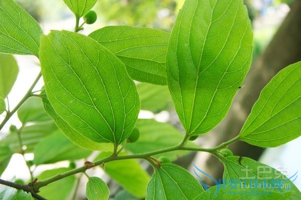 朴树植物图片 朴树植物图片