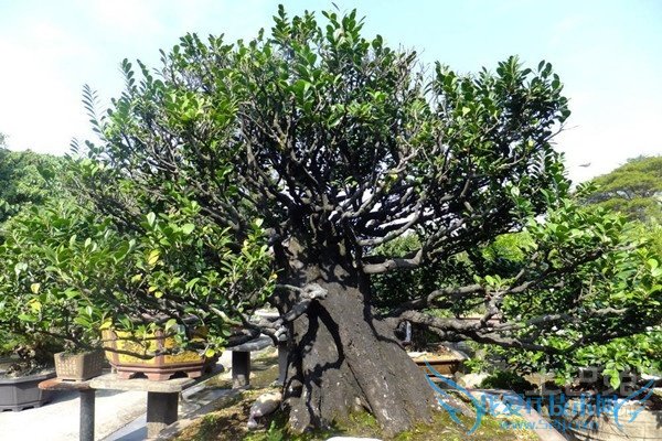 朴树植物图片 朴树植物图片