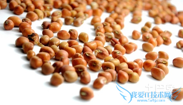 江豆图片 江豆图片