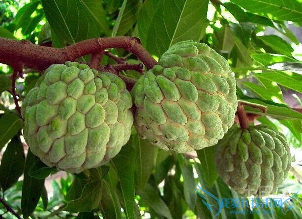 番荔枝种植