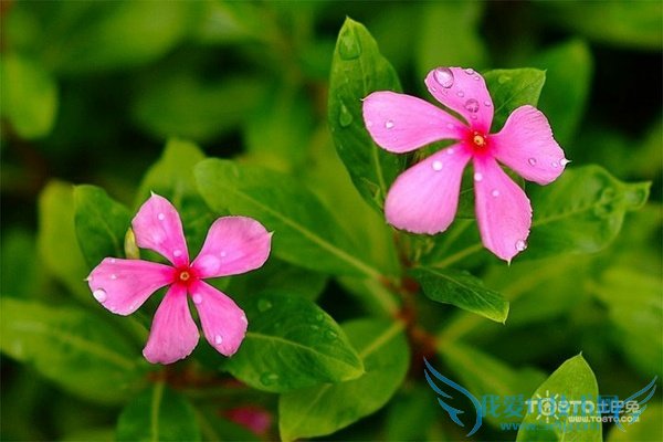 长春花的繁殖方法 一学就会的方法技巧