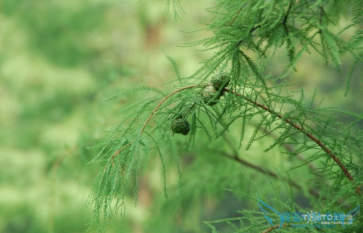 水杉图片