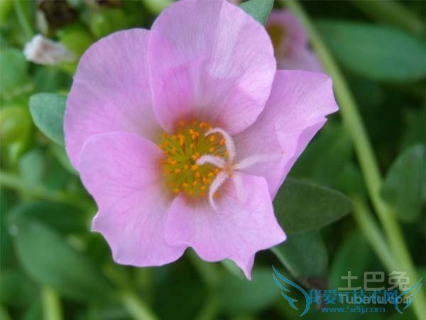 长生花价格 长生花价格