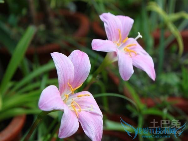 长生花价格 长生花价格