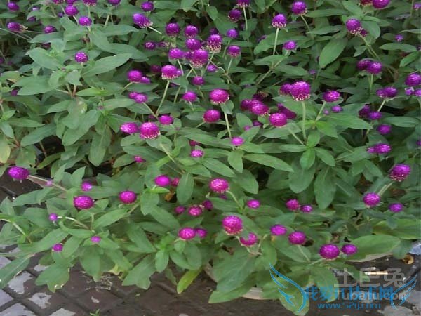 长生花价格 长生花价格