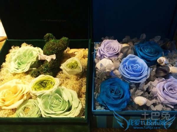 长生花价格 长生花价格