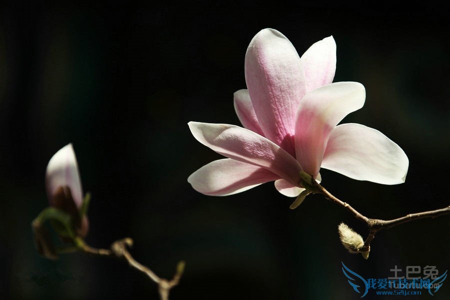 二乔玉兰的含义