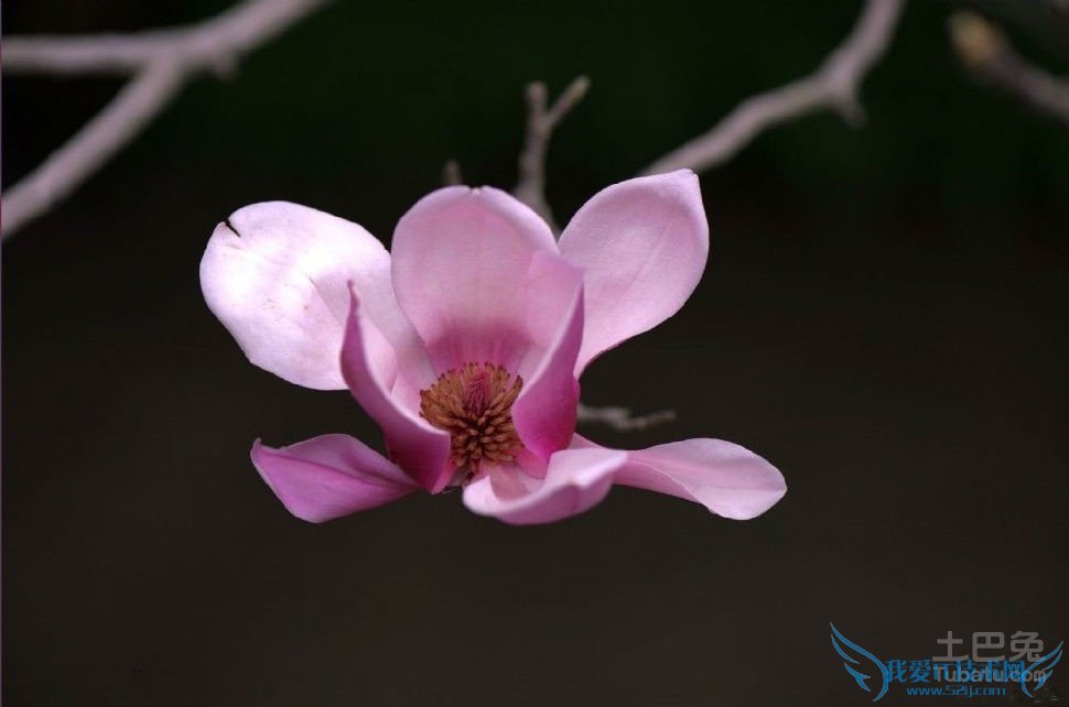 二乔玉兰的含义