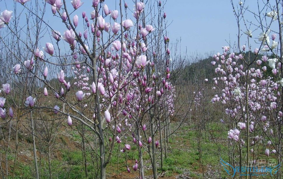 二乔玉兰的含义