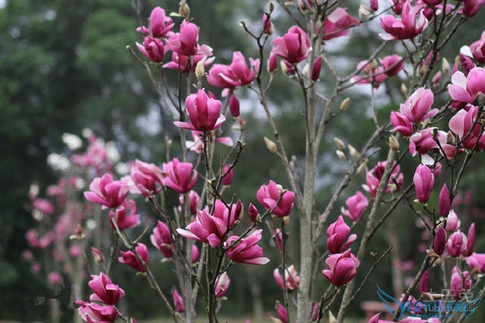 二乔玉兰的含义