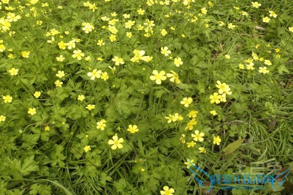 毛茛作用 毛茛作用
