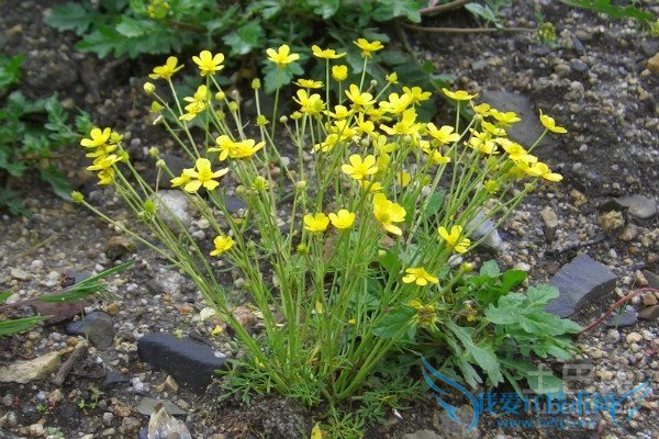 毛茛作用 毛茛作用